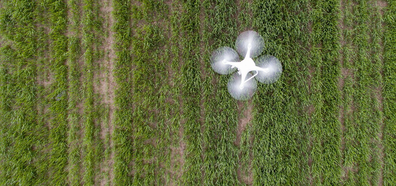 Top view of drone flying over green wheat field in spring.
